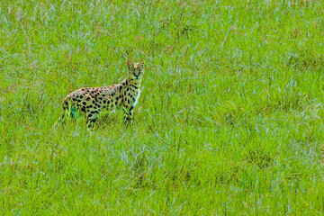 Serval Cat Surveying His Territory