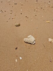 Heart-Shaped Coral on Sandy Beach with Pebbles