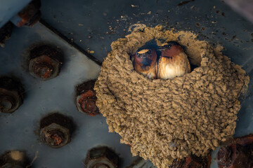 Cliff Swallows in full nesting activity located under a bridge.