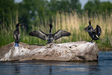 Double-crested cormorants spanning their wings to dry on a rock along the St. Lawrence River.