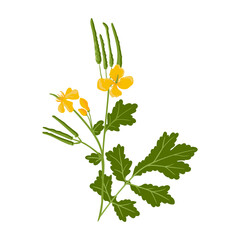 greater celandine, field flower, vector drawing wild plants at white background,Chelidonium majus ,floral element, hand drawn botanical illustration