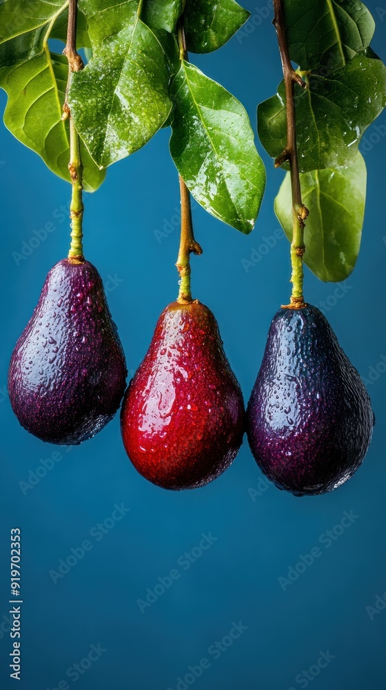 Poster Three avocados hanging from a branch with water drops on a blue background.