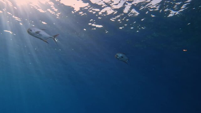 Pompano fish swimming in tropical and clear sunlit ocean water