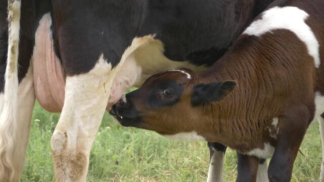 Close-Up of Brown Calf Drinking Milk from Mother Cow. Calf Nursing From Cow. Young calf drinking milk from cow udder. Calf sucks milk from the nipple of the cow udder in a pasture. Handheld shot