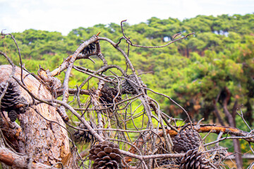 selective view of pine cones on the branches in the forest