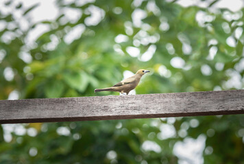 Canário do Coqueiro