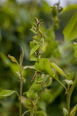Green pear popelica. Green aphids on the leaves of a pear tree. Pest of fruit trees.
