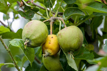 The fruits of the apple tree turn yellow and fall off. The apple fruits do not grow, turn yellow and fall off. Diseases of fruit trees.