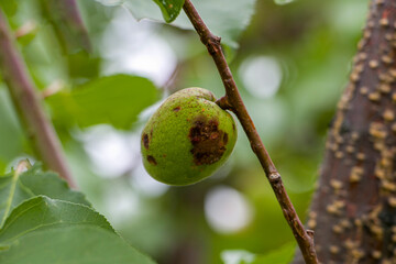 Traces of hail damage on the green fruits of an apricot tree. Green apricot damaged by hail. Ripening of fruits damaged by hail.