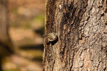 Golden - crowned Kinglet (Regulus satrapa)