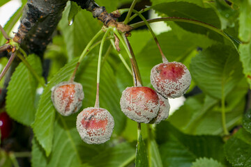 Fruit rot on red cherry. Rotten cherries on a fruit tree among healthy  berries. Cherry brown rot.