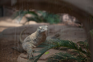 Komodo dragon ( Varanus komodoensis ) in the zoo
