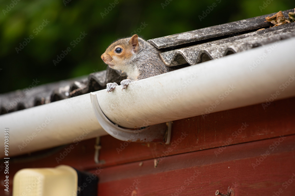 Wall mural Cute baby squirrel standing in the shed gutter 