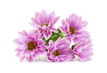 Chrysanthemum flowers head isolated on white