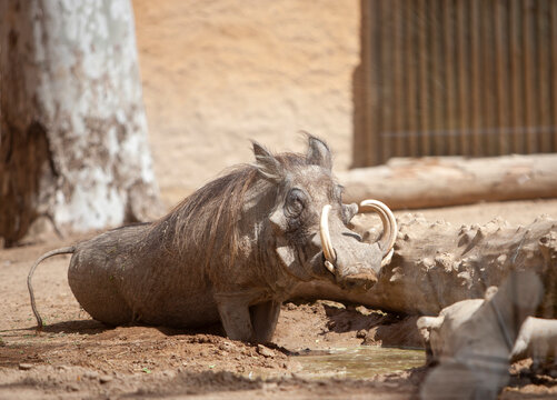 Warthog Phacochoerus africanus at the zoo