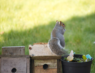 Back of squirrel standing in the garden