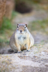 Front view prairie dog close up on path