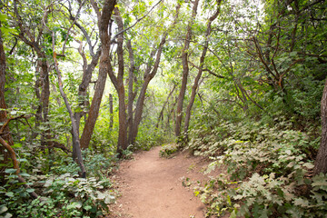 Obraz premium Meditative relaxing forest path among trees