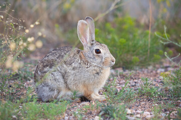 Wild rabbit on a meadow profile