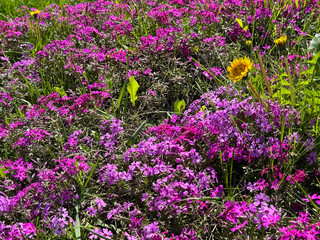 Meadow with alpine phlox flowers and grass.