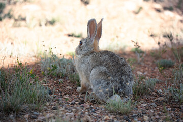 Wild rabbits looking away in a sunny Wyoming field