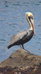 Un pélican sur un rocher devant la mer