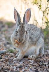 Rabbit licking his mouth in Wyoming fields