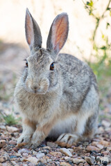 Front view of wild rabbit in Wyoming fields