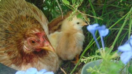 Maman poule et son bébé poussin © Patrick