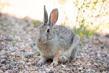 Full view rabbit in Wyoming plains