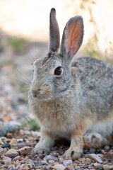 Rabbit in the Wyoming plains, 3/4 viewcloseup