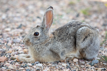 Wild rabbit on the ground, profile view