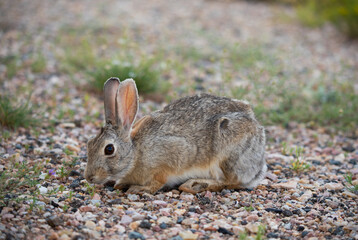 Profile view of wild rabbit in Wyoming plains