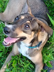 Portrait d'un jeune chien allongé dans l'herbe
