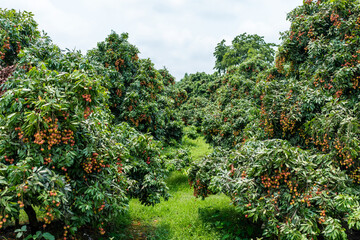 Ripe lychees in lychee garden, orchard. Vibrant colors and juicy sweetness of this tropical delight, straight from the orchard to your table. Lychee, Litchi, Lichee, fruit