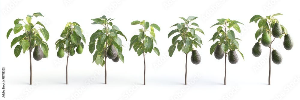 Poster Seven avocado trees with leaves and fruit, isolated on white background.