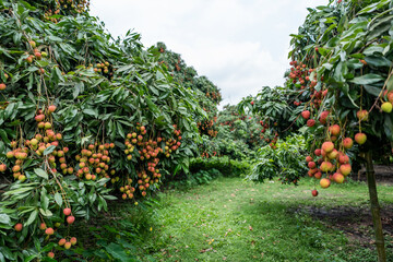 Ripe lychees in lychee garden, orchard. Vibrant colors and juicy sweetness of this tropical delight, straight from the orchard to your table. Lychee, Litchi, Lichee, fruit