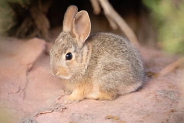 Cute bunny curled up by a bush