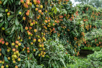 Ripe lychees in lychee garden, orchard. Vibrant colors and juicy sweetness of this tropical delight, straight from the orchard to your table. Lychee, Litchi, Lichee, fruit