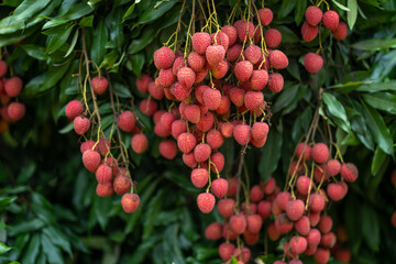 Ripe lychees in lychee garden, orchard. Vibrant colors and juicy sweetness of this tropical delight, straight from the orchard to your table. Lychee, Litchi, Lichee, fruit