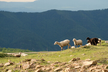 Obraz premium Flock of sheep moving on hillside with mountains