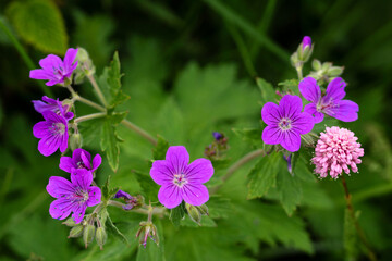 Purple flowers and pink bloom in garden.