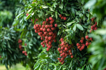 Ripe lychees in lychee garden, orchard. Vibrant colors and juicy sweetness of this tropical delight, straight from the orchard to your table. Lychee, Litchi, Lichee, fruit