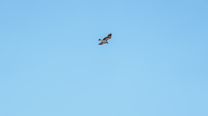 Flying osprey in front of a blue sky