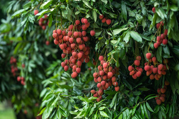 Ripe lychees in lychee garden, orchard. Vibrant colors and juicy sweetness of this tropical delight, straight from the orchard to your table. Lychee, Litchi, Lichee, fruit
