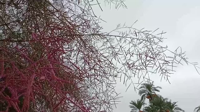 Tamarix aphylla flower with blue sky background.Athel tamarisk flower .Athel flower or Athel pine plant flower