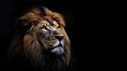 Majestic Lion Portrait