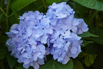 Blue Bigleaf Hydrangea