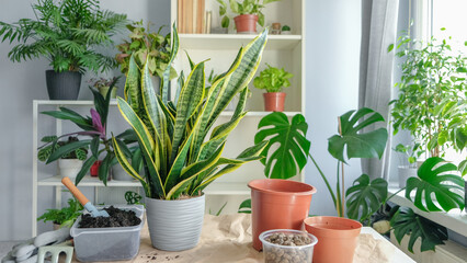 The transplanted plant Sansevieria trifoliate stands on the table in the room. There are tools for working with plants on the table, there are flower pots. There is a shelf flower in the background.