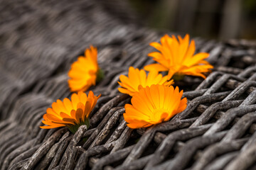 A bunch of orange flowers are on a wooden surface